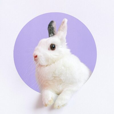 The true meaning of cruelty free: are your favourite brands included on the approved list?